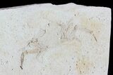 Fossil Pea Crab (Pinnixa) From California - Miocene #74496-1